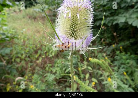 Detaillierte Nahaufnahme einer Hornet-Mimik-Schwebfliege (Volucella zonaria), die auf wildem Teelöffel (Dipsacus fullonum) füttert Stockfoto