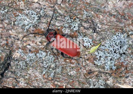 Scharlachbeschichteter Longhorn-Käfer, Longhorn-Käfer aus walisischer Eiche (Pyrrhidium sanguineum). Ein Weibchen, das Eier auf das Holz legt. Stockfoto