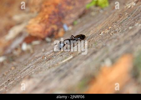 Zimmermann und Camponotus auf Holz. Stockfoto