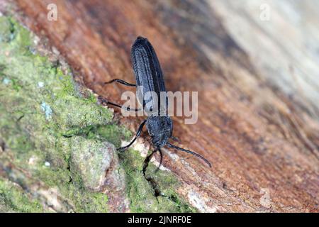 Schwarzer Fichtenbohrer, Asemum striatum auf Holz. Stockfoto