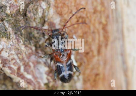 Langhornkäfer (Phymatodes alni), auf Totholz. Stockfoto