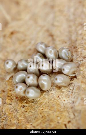 Motteneier auf Holz. Schädlinge im Wald. Mottenraupen, die die Blätter und Nadeln von Wald- und Gartenbäumen fressen. Stockfoto