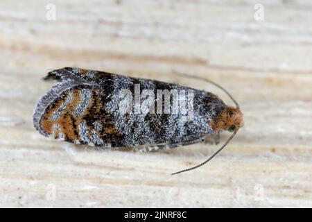 Pine Bud Moth (Pseudococcyx turionella), Raupen sind Schädlinge von Kiefern in Wäldern und Gärten. Stockfoto