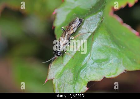 Nahaufnahme einer gewellten oder weiß gebänderten Rosenfliege, Allantus cinstus sitzt auf einem Blatt seiner Wirtspflanze im Garten. Stockfoto