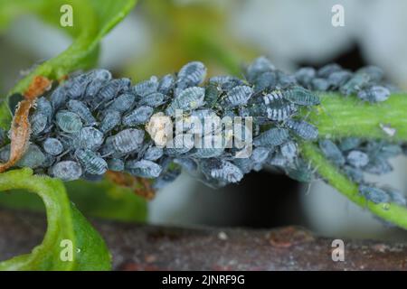 Blatt vor Ort auf Efeu Hedera Helix mit Pyknidien viele mgliche Ursachen  Pilze Stockfotografie - Alamy