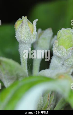 Echter Mehltau Podosphaera Leucotricha Primärinfektion auf Apple Blütenknospen Stockfoto