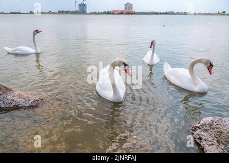 Eine große Schar anmutiger weißer Schwäne schwimmt im See, Schwäne in freier Wildbahn. Der stumme Schwan, lateinischer Name Cygnus olor. Stockfoto