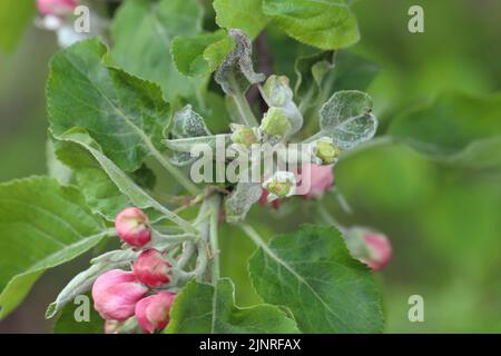 Echter Mehltau Podosphaera Leucotricha Primärinfektion auf Apple Blütenknospen Stockfoto