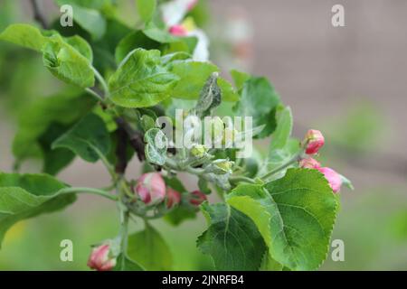 Echter Mehltau Podosphaera Leucotricha Primärinfektion auf Apple Blütenknospen Stockfoto