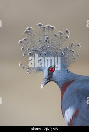 Victoria Crowned Pigeon, Goura Victoria, Kopfdetail. Stockfoto