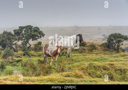 Zwei Cornish Bodmin Moor Ponys, das größere weiß-dunkelbraune Pony ist die Stute, und das kleinere weiß-hellbraune ist ihr liebliches Fohlen. Stockfoto