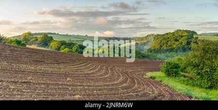 Die starken, geschwungenen Linien eines frisch gepflanzten Maisfeldes führen Sie auf weit entfernte Ackerflächen, ein Panorama der Landwirtschaft in Südost-Cornwall. Stockfoto