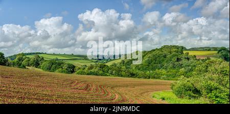 Ein schöner Tag im späten Frühjahr/Frühsommer mit Blick über ein neu gepflanztes Maisfeld in Richtung der sanften Hügel, direkt am Looe Estuary, Cornwall. Stockfoto