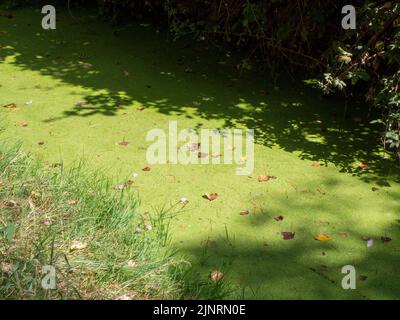 Stagnierendes Wasser mit Verschmutzung und Algen wachsen. Wasserproblem und Dürre Stockfoto