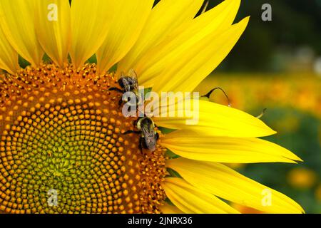 Zwei östliche Hummeln, Bombus impatiens, treffen sich auf einer Sonnenblume, während sie Pollen sammeln. Stockfoto
