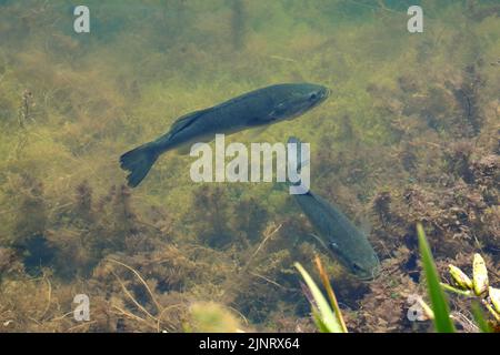 Zwei Forellenbarsche, Micropterus salmoides, Schwimmen in einem See Stockfoto
