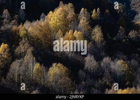 Europäische weiße Birke (Betula pubescens) Bäume mit herbstlich goldenem Laub Stockfoto