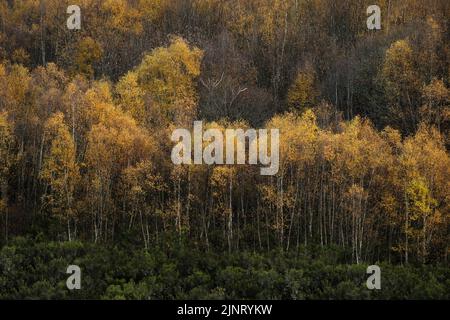 Europäische weiße Birke (Betula pubescens) Bäume mit herbstlich goldenem Laub Stockfoto