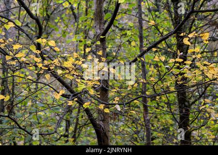 Detail der weißen Birke (Betula alba) herbstliche goldfarbene Blätter, selektiver Fokus Stockfoto