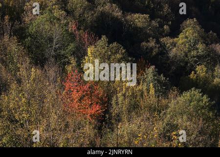 Herbstliche Farben in den heimischen Wäldern von Serra do Courel, Galia, Spanien Stockfoto
