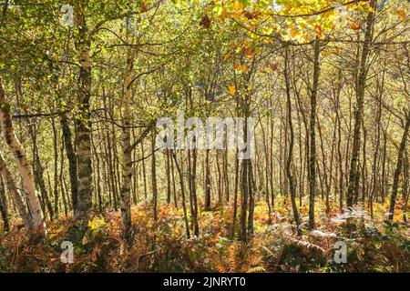 Herbstliche Farben im Eichen- und Birkenwald Stockfoto