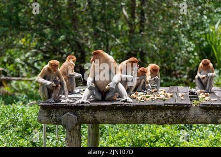 Band von Proboscis-Affen (Nasalis Larvatus) oder langnasigen Affen Stockfoto