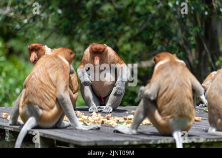 Band von Proboscis-Affen (Nasalis Larvatus) oder langnasigen Affen Stockfoto