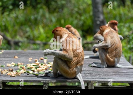 Band von Proboscis-Affen (Nasalis Larvatus) oder langnasigen Affen Stockfoto