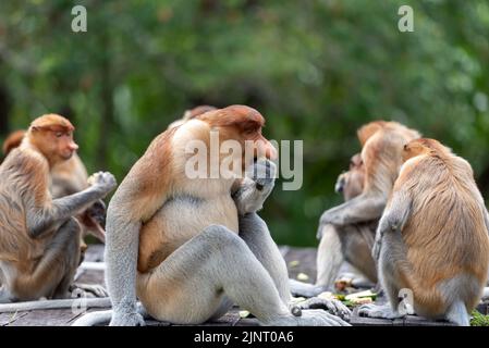 Band von Proboscis-Affen (Nasalis Larvatus) oder langnasigen Affen Stockfoto