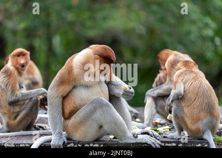 Band von Proboscis-Affen (Nasalis Larvatus) oder langnasigen Affen Stockfoto