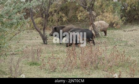 13. August 2022, Oblast Odessa, Ukraine, Osteuropa: Wildschwein (Sus scrofa) steuert die Herde von Feralschweinen (Eber-Schwein-Hybrid) auf einer Herbstwiese neben dem Donaudelta an (Bildquelle: © Andrey Nekrasov/ZUMA Press Wire) Stockfoto