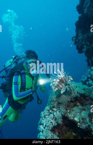 Der Abtauch Beleuchtet Lionfish An Der Steilwand Stockfoto