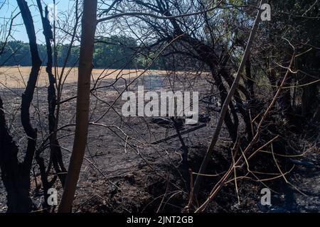 Stoke Poges, Buckinghamshire, Großbritannien. 13.. August 2022. Die Folgen eines Brandes am Straßenrand in Stoke Poges, der sich gestern auf ein nahegelegenes Feld ausbreitete. Ein extremes Brandrisiko besteht auch über das Wochenende, wenn die Temperaturen 37 Grad erreichen. Quelle: Maureen McLean/Alamy Live News Stockfoto