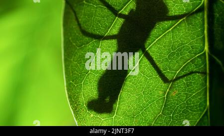 13. August 2022, Oblast Odessa, Ukraine, Osteuropa: Hinter einem grünen Fliederblatt wird eine Gottesanbeterin silhouettiert. Nahaufnahme von Mantis-Insekten. Hintergrundbeleuchtung (Bild: © Andrey Nekrasov/ZUMA Press Wire) Stockfoto