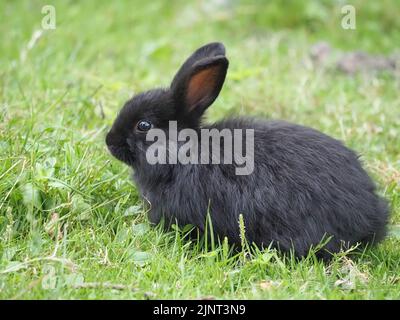 Flauschiges schwarzes Kaninchen auf einem grünen Rasen Stockfoto