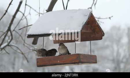 13. August 2022, Oblast Odessa, Ukraine, Osteuropa: Hausperlinge picken Futter im Vogelhaus unter Schnee, vor dem Hintergrund eines Schneefalls (Bild: © Andrey Nekrasov/ZUMA Press Wire) Stockfoto