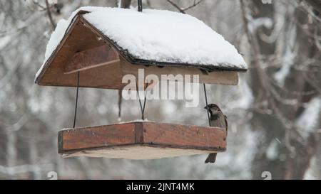 13. August 2022, Oblast Odessa, Ukraine, Osteuropa: Hausperlinge picken Futter im Vogelhaus unter Schnee, vor dem Hintergrund eines Schneefalls (Bild: © Andrey Nekrasov/ZUMA Press Wire) Stockfoto