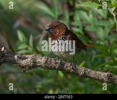 Scaly-breasted Munia oder Spotted Munia, Lonchura punctulata, gezeigt in Arcadia, Südkalifornien. Gilt als invasive Spezies in den USA. Stockfoto