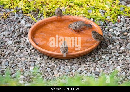 Haus Spatzen in einfachen Terrakotta-Untertasse Vogel Bad - uk Stockfoto