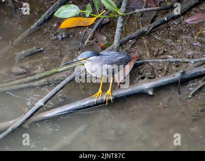 Geriebener Reiher (Butorides striata macrorhyncha), der an einem schlammigen Ufer steht Stockfoto