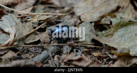 Nahaufnahme eines Käfers im Wald Stockfoto