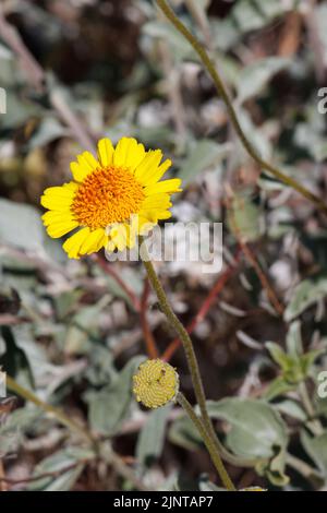 Gelb blühende Racemose strahlen Kopfblüten von Encelia Actoni, Asteraceae, einheimischem Strauch in der Western Mojave Desert, Frühling. Stockfoto