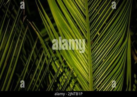 Grüne Palmenblätter, Kokosnussblatt auf schwarzem Hintergrund. Exotisches Laub im dunklen Hintergrund. Dornen tief im Dschungel. Tropisches Desktop-Hintergrundbild. Flora Stockfoto