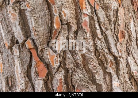Nahaufnahme Ansicht Kiefernrinde. Hintergrundkonzept Stockfoto