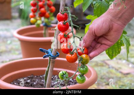Tomaten im heimischen Garten ernten. Tomaten in Töpfen Stockfoto