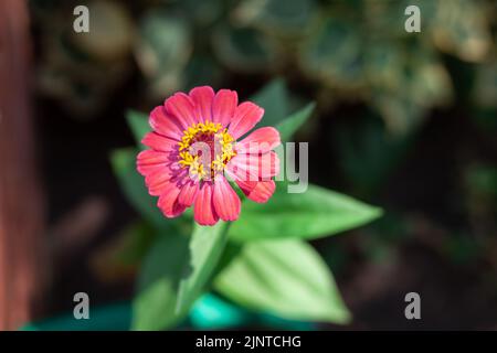 Zinnia, Draufsicht auf das Nahaufnahme-Foto der roten Zinnia-Blume in der Natur, Stockfoto