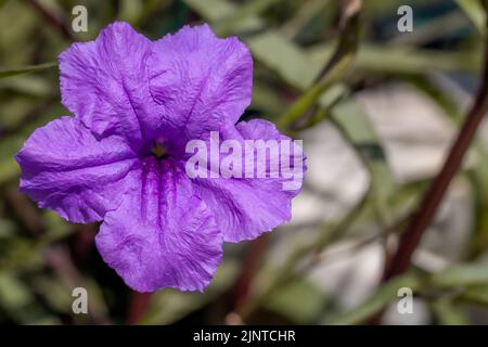 Schöne Blume von lila mexikanischen Petunia. (Ruellia simplex). Nahaufnahme lila Blume Idee Konzept Stockfoto