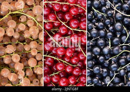 Reife Beeren aus schwarzen, roten und weißen Johannisbeeren auf einem vollen Rahmen als Hintergrund. Sorten von Johannisbeeren gehören zur Gattung Ribes Stachelbeere Familie. Stockfoto