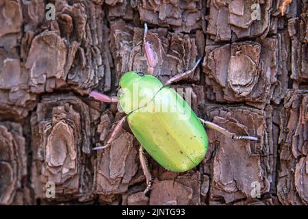 Beyers jeweled Scarab (Chrysina beyeri) auf Alligator Juniper Stockfoto