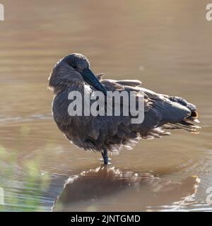 Hamerkop waten in seichtem Wasser Stockfoto